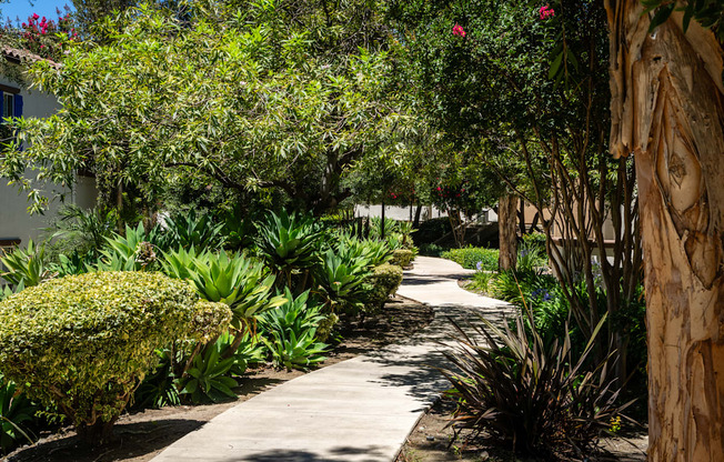 A pathway surrounded by green plants and trees.