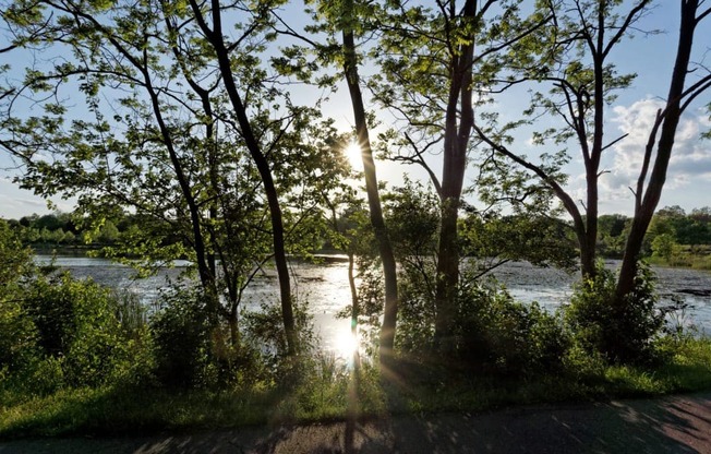 the sun shining through the trees by the river