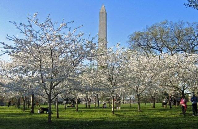 Walking Distance to Museums, Monuments and the Cherry Blossoms in DC