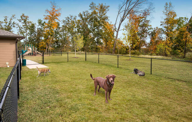 a brown dog standing in a fenced yard with other dogs