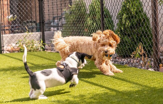 Pets playing outdoors