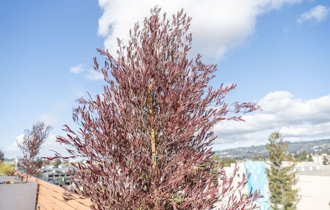 2 beds, 2 baths, 1,167 sqft, $4,029, Unit 205