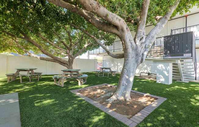 A tree in a yard with picnic tables.