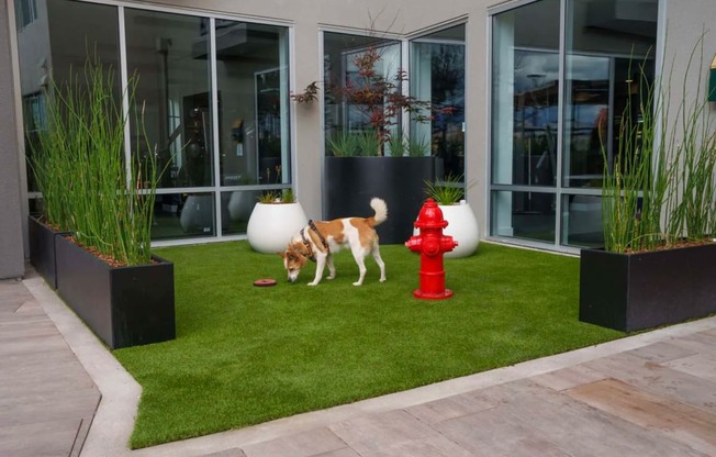 a dog is walking on an artificial grass lawn in front of a building at NoMa Apartments, Walnut Creek, CA, 94596