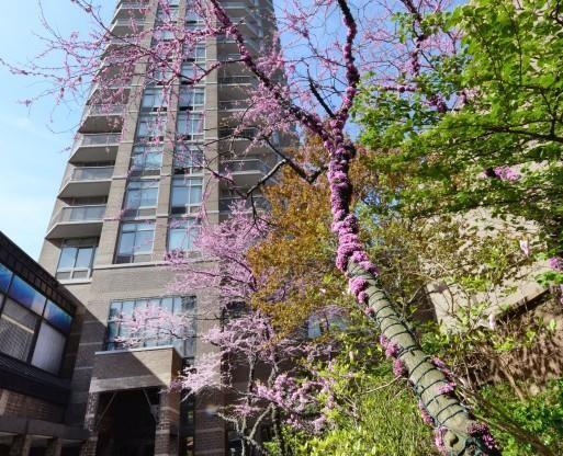 1 bed, 2 baths, 920 sqft, $6,950, Unit 902