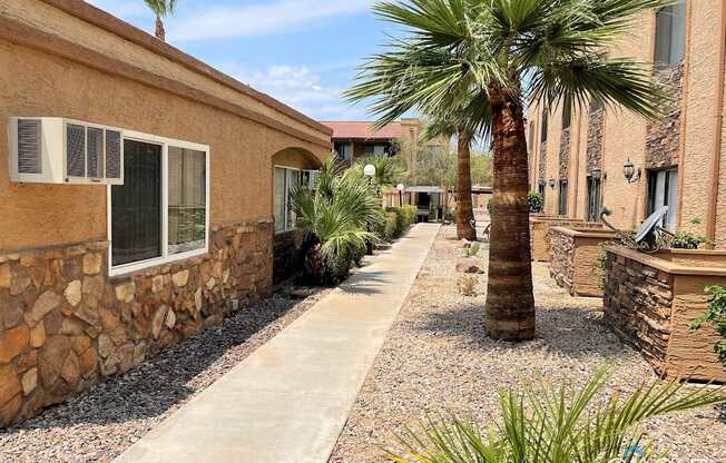 A palm tree stands in the middle of a gravel path between two buildings.