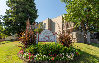 Sycamore Commons