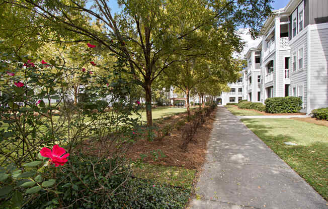 sidewalk in front of apartment buildings with trees and a red flower