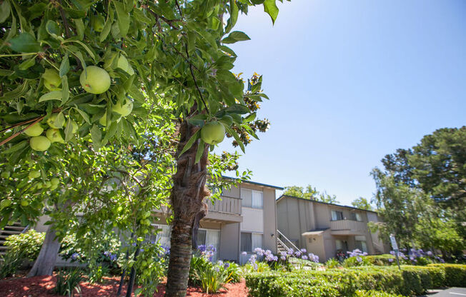 a fruit tree in front of an apartment building at Campbell West, Campbell, 95008