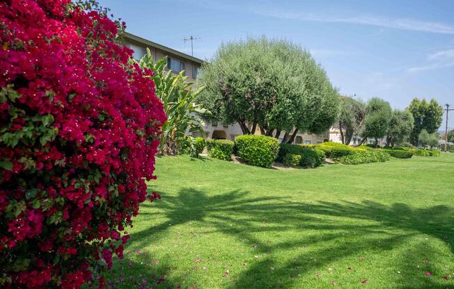 a green plant in a garden