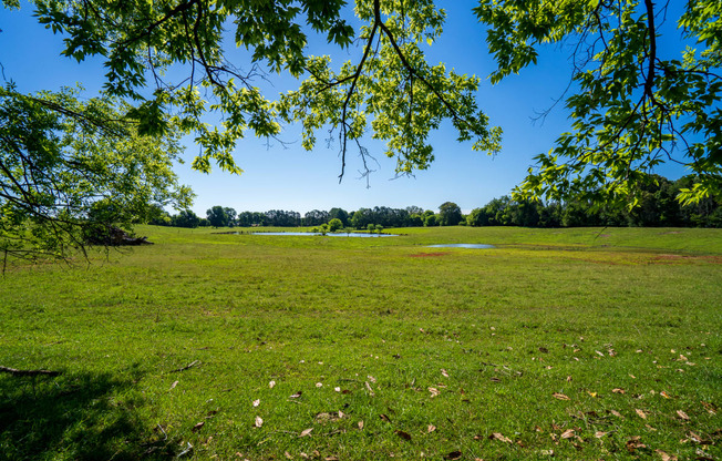 Scenic & Lush Meadow