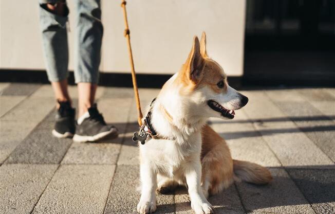 A small brown and white dog sits on a paved surface with a leash attached to its collar.