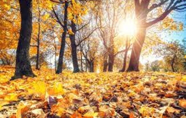 2 beds, 2 baths, 892 sqft, $1,509, Unit 162