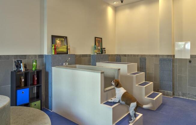 Pet Friendly Dog Spa at Berkshire Main Street, North Carolina