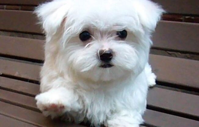 1 bed, 1 bath, 700 sqft, $1,100, Unit 183