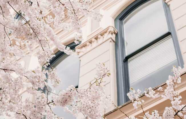 a tree with white flowers in front of a building