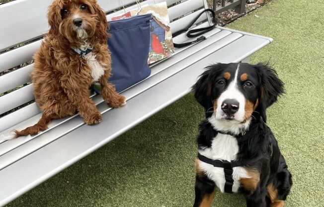 two dogs are sitting on a bench at One Ten Apartments, Jersey City , NJ