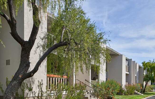 A tree with green leaves hangs over a sidewalk in front of apartment buildings.