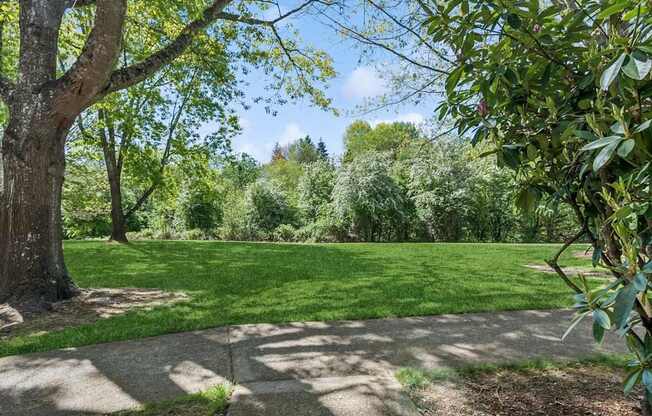 A tree with green leaves is in the foreground of a grassy area.