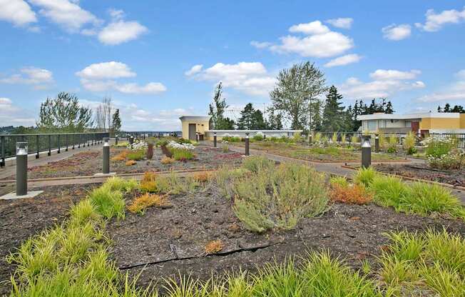 A landscaped rooftop garden here at Heritage Hills featuring planted walkways lined with low shrubs, ornamental grasses, and seasonal greenery. The open-air space includes paved paths with modern lighting posts, surrounding railings, and expansive sky views with trees and nearby buildings in the distance, creating a peaceful outdoor retreat.