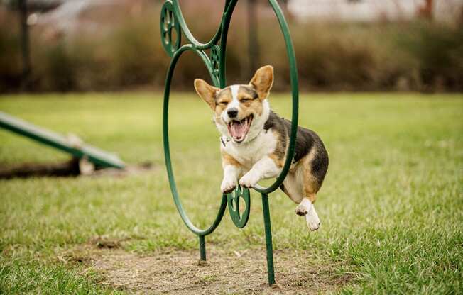 happy corgi jumping through a ring in the 1 acre dog park