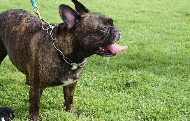 Dog Park at Rylee Ann Apartments, East Wenatchee