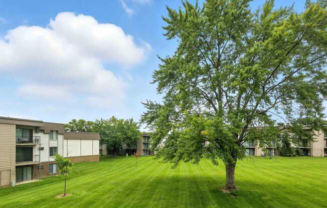 A tree stands in a grassy field in front of apartment buildings.