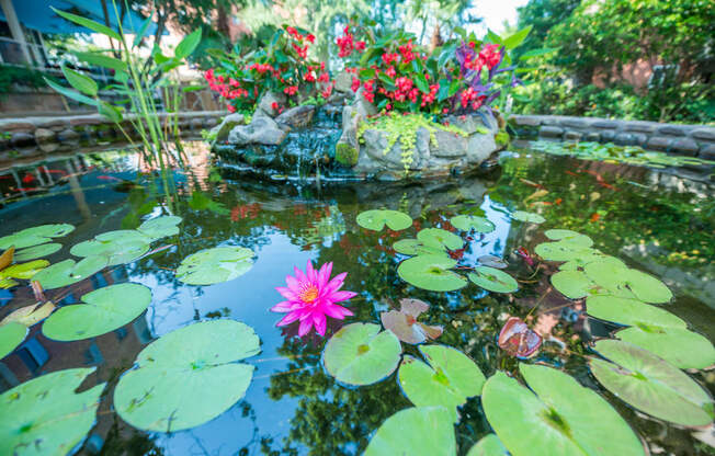 a pond with a pink flower in it