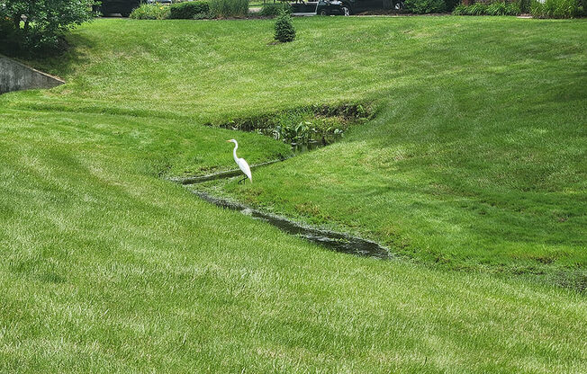 a white bird standing in a field of grass