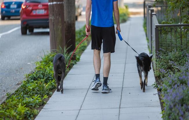 a man walking two dogs on a sidewalk