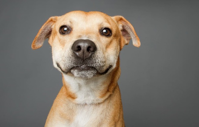 A dog with a black nose and brown eyes is looking directly at the camera at Portofino Vineyards Apartment, Fort Myers
