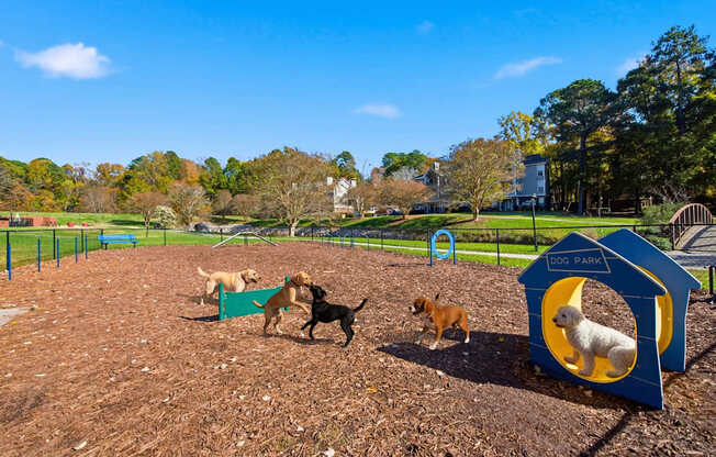 Dogs playing in a park with a blue play structure.