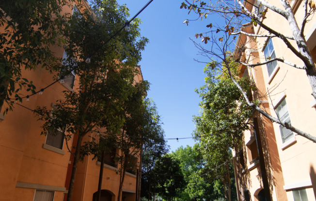 A tree in front of a building with a clear blue sky.