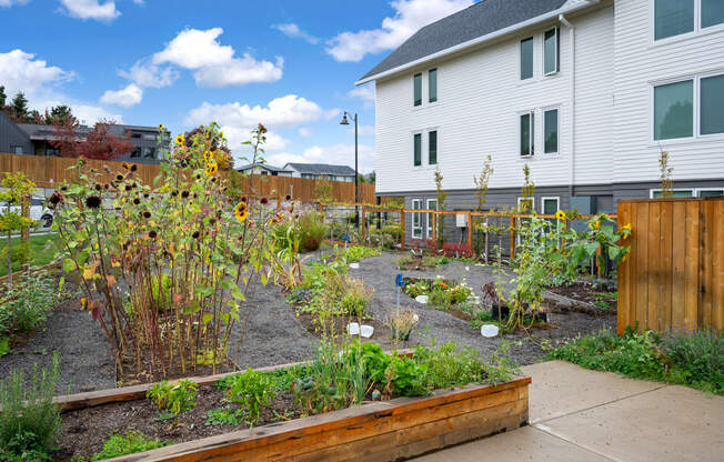 a garden with sunflowers in a yard next to a house