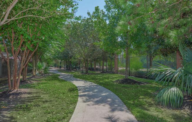 a path with trees on the side of a tree