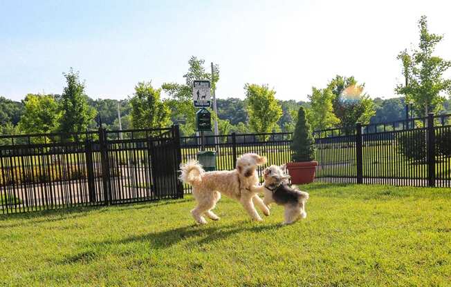 two dogs playing on the grass in a dog park