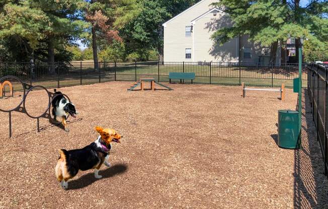 two dogs playing in Littlestone Apartments fenced-in dog park