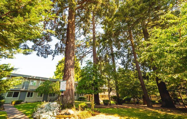Peaceful Living Beneath the Fir Trees