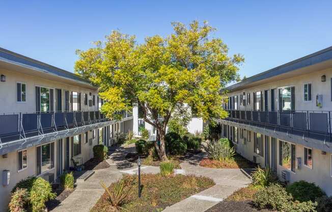 a tree in the middle of a courtyard in front of a building