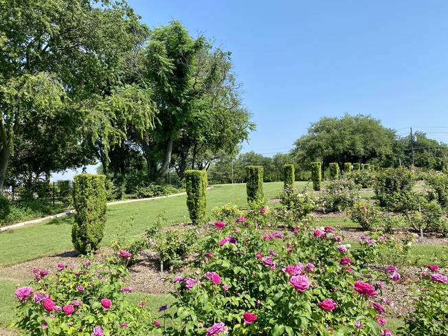 Farmers Branch Rose Gardens in Far North Dallas, TX