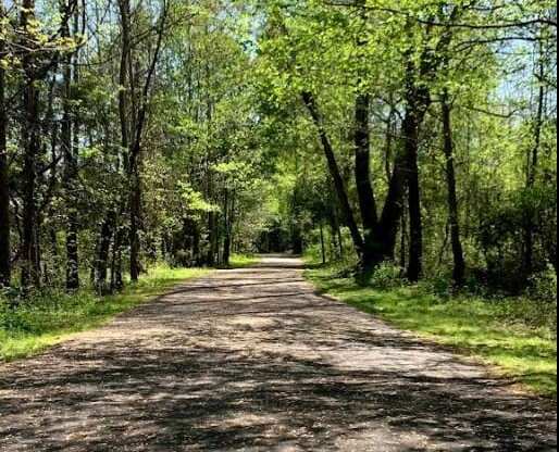 A path through a wooded area with trees on either side.
