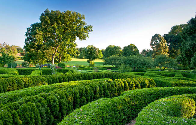 a lush green garden with hedges and a tree