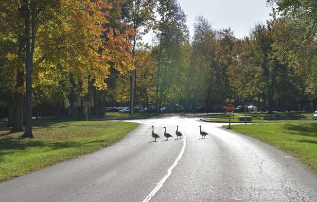 Park Like Surroundings at Eastgate Woods Apartments, Batavia, 45103