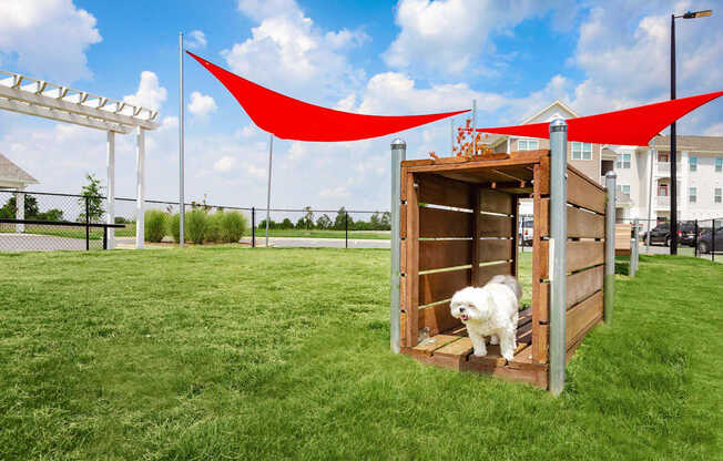 A white dog is standing in a wooden structure with red fabric hanging above it.