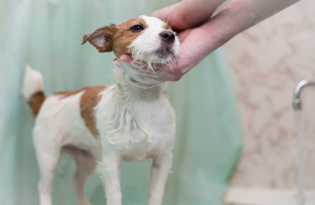 Pets are people too! Bring the pup for a little grooming