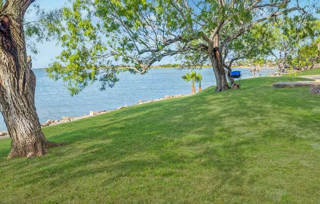 A tree stands in a grassy field next to a body of water.
