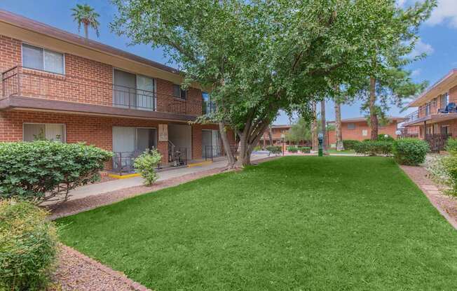 A tree in a grassy courtyard in front of apartment buildings.