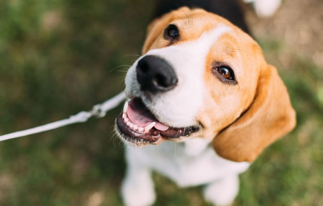 a brown and white dog on a leash