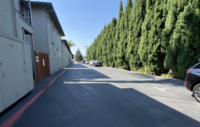 a street with trees on both sides and a clear blue sky