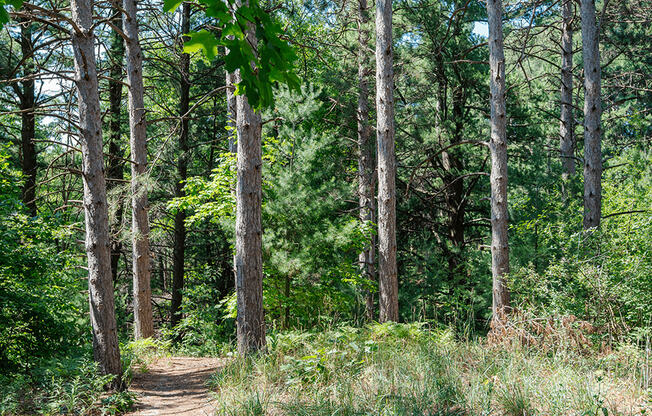 a dirt trail through a wooded area